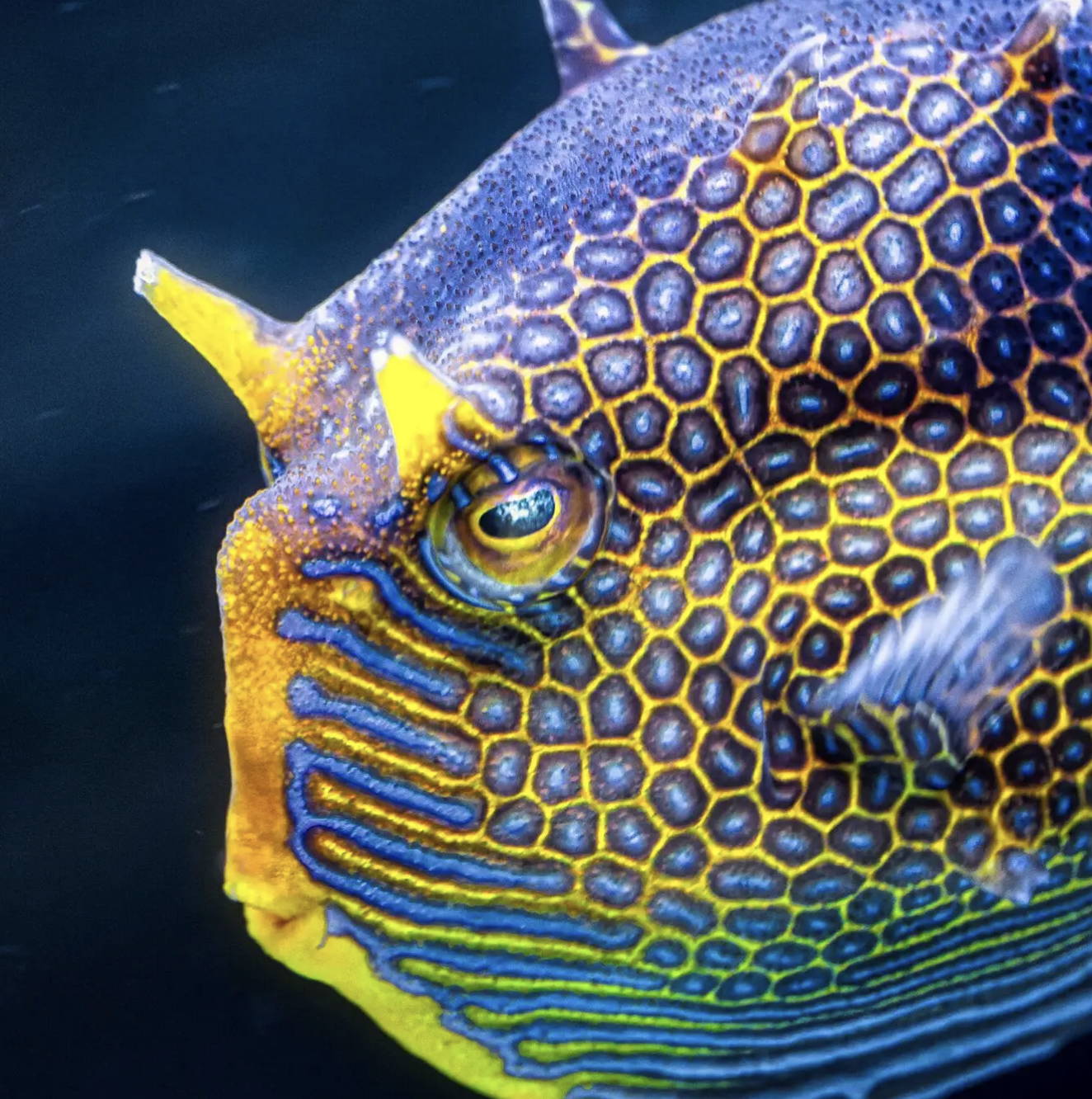 Boxfish Turing patterns